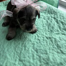 Girl 1 - Salt and pepper female Miniature Schnauzer puppy in Osseo, Michigan from Kathy's Mini Schnazuers