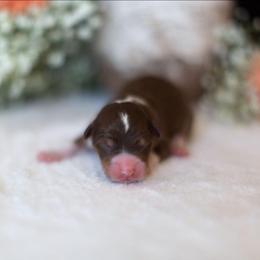 Aster - Red tri-color male Aussiedoodle puppy in Tonopah, Arizona from Kae's Kennels