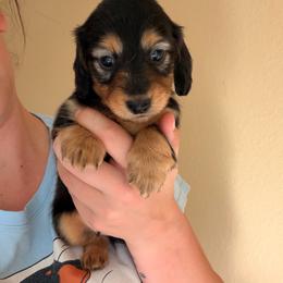 Manny - Black and tan male Dachshund puppy in Southwest Ranches, Florida from Breezy Florida Dachshunds