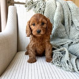 Cove - Brown male Cavapoo puppy in Burlington, Iowa from Pleasant Home Puppies