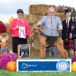 Airedale Terrier All Grown Up from Royal Aire Kennel