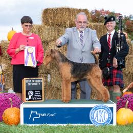 Airedale Terrier All Grown Up from Royal Aire Kennel