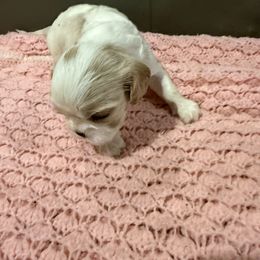 Olive - Blenheim female Cavalier King Charles Spaniel puppy in Athens, Georgia from Sandy Cross Kennels