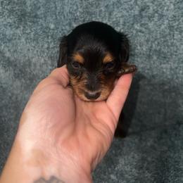 Arthur - Black and tan male Dachshund puppy in La Junta, Colorado from Royal King’s Mini Dachshunds
