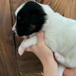 Redwood - Black white and tan Old Time Scotch Collie puppy in Mars Hill, North Carolina from Brambly Mountain Farm