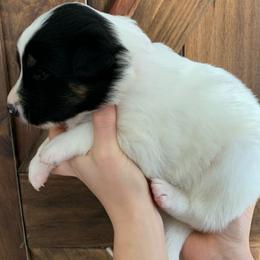 Redwood - Black white and tan Old Time Scotch Collie puppy in Mars Hill, North Carolina from Brambly Mountain Farm