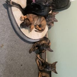 German Shepherd Puppies from Shepherds Vom BLR Haus