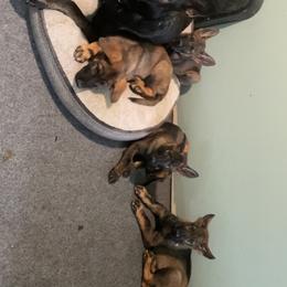 German Shepherd Puppies from Shepherds Vom BLR Haus