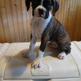 Franklin - Brindle male Boxer puppy in Cannon Falls, Minnesota from Pattys Boxers and Bulldogs