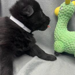 Girl 3-white - Black female German Shepherd puppy in Sharon Grove, Kentucky from Julie’s Shepherds