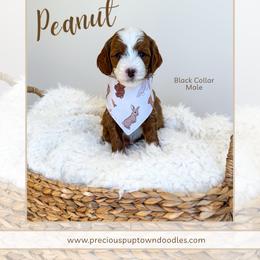 Peanut - Red  male Goldendoodle puppy in Bell Buckle, Tennessee from Precious Puptown Doodles