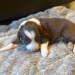 Dakota - White and red female Border Collie puppy in Lakeport, California from Akins Aussies/Wild Rose Ranch