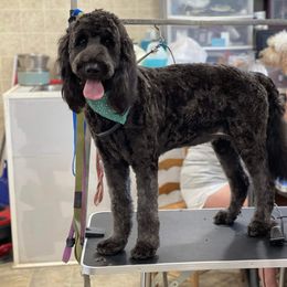 Chanel - Goldendoodle