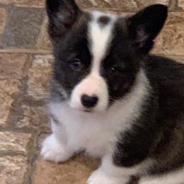 American Corgis and Pembroke Welsh Corgis from Morse Corgis