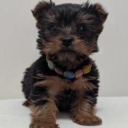 Yorkshire Terrier puppies from Humboldt Cane Corso and Yorkies