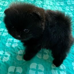 Pomeranian Puppies from Yates Pomeranians