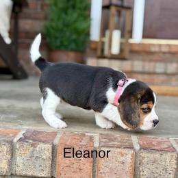 Eleanor - Black tan and white female Beagle puppy in Mansfield, Missouri from Rippee Creek Kennel