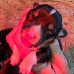 Boy 2 - Black and tan male Pembroke Welsh Corgi puppy in Middleburg, Florida from Mulkeys Little Corgis