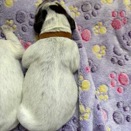 Thor - Brown and gray male Wirehaired Pointing Griffon puppy in Grangeville, Idaho from Happy Hollow Griffons