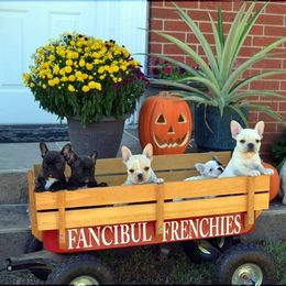 French Bulldog Puppies from Fancibul French Bulldogs