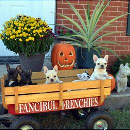 French Bulldog Puppies from Fancibul French Bulldogs