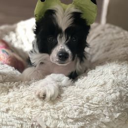 Captain - Black and white male Chinese Crested puppy in Venice, Florida from Crowned Chinese Cresteds