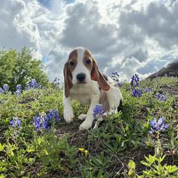 Will - Black white and tan male Beagle puppy in Katy, Texas from Houston’s Howlin’ Hounds