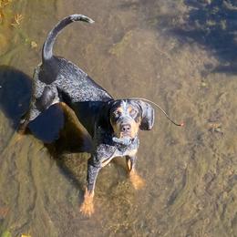 Bluetick Coonhound puppies from Dejah Bleu Kennels
