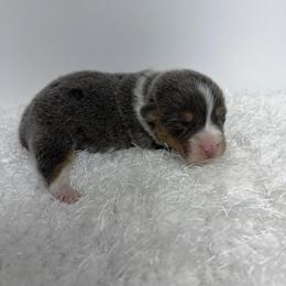 Girl 6 - female Pembroke Welsh Corgi puppy in Hillsville, Virginia from Bonderosa Kennels