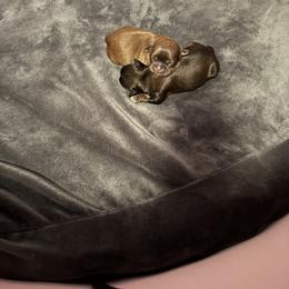 Shih Tzu Puppies from Best Friend Shih Tzu Co.