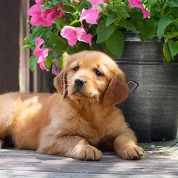 Poppy - Dark golden female Golden Retriever puppy in Saint Joe, Indiana from Golden Acres Farm