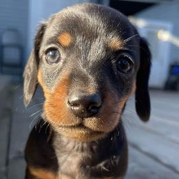 Dachshunds from Climate City Doxies