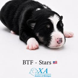 Girl 3 - female Australian Shepherd puppy in Gowen, Michigan from XA AUSTRALIAN SHEPHERDS