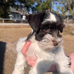 Peanut Jr. - Parti male Miniature Schnauzer puppy in Tampa, Florida from PNQ Breeding