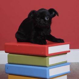 Brussels Griffon Puppies from Willow & Sage Brussel Griffons