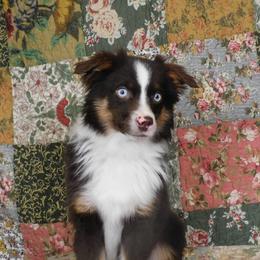 Gryphon - Toy Australian Shepherd