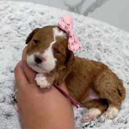 Focaccia - Red  female Goldendoodle puppy in Miami, Florida from Jade’s Paws & Co. Of Miami LLC