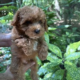 Rex- AKC - Apricot male Poodle puppy in Cary, North Carolina from Happy puppies