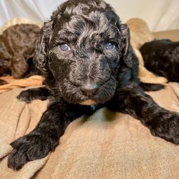 Poodle Puppies from Designer Poodles