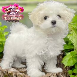 Lui - Maltese