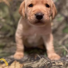 Labrador Retriever Puppies from Waterstone Labradors
