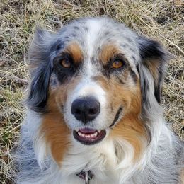 Bella - Australian Shepherd
