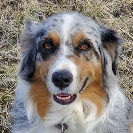 Bella - Australian Shepherd