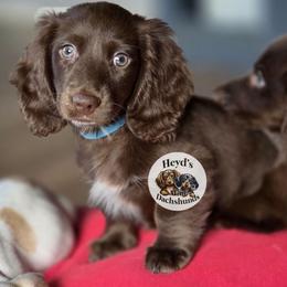 Kronos - Chocolate and tan male Dachshund puppy in Hoquiam, Washington from Heyd's Mini Dachshunds