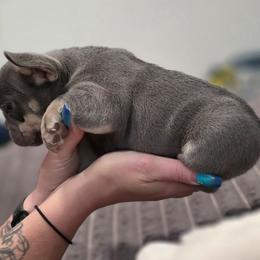 Zues - Tricolors male French Bulldog puppy in Burleson, Texas from Diamond Deluxx Frenchies