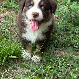 Newt - Red tri-color male Australian Shepherd puppy in Fort Myers, Florida from U Cross Australian Shepherds