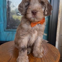 Merle - Merle male Labradoodle puppy in Danville, Indiana from Marley’s Doodle Ranch