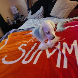 Maltese Puppies from Silver & Sapphire's Designer Puppies