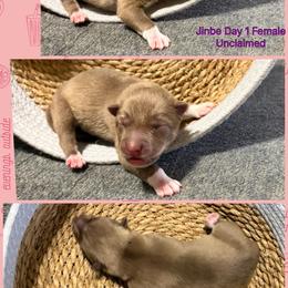 Jinbe - Red and white female Siberian Husky puppy in Canton, Ohio from Bleu Skies Siberian Huskies