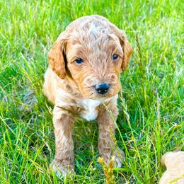 Goldendoodle Puppies from Mumzee Doodles